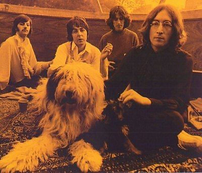 Photograph session at Paul's home with his Old English sheepdog